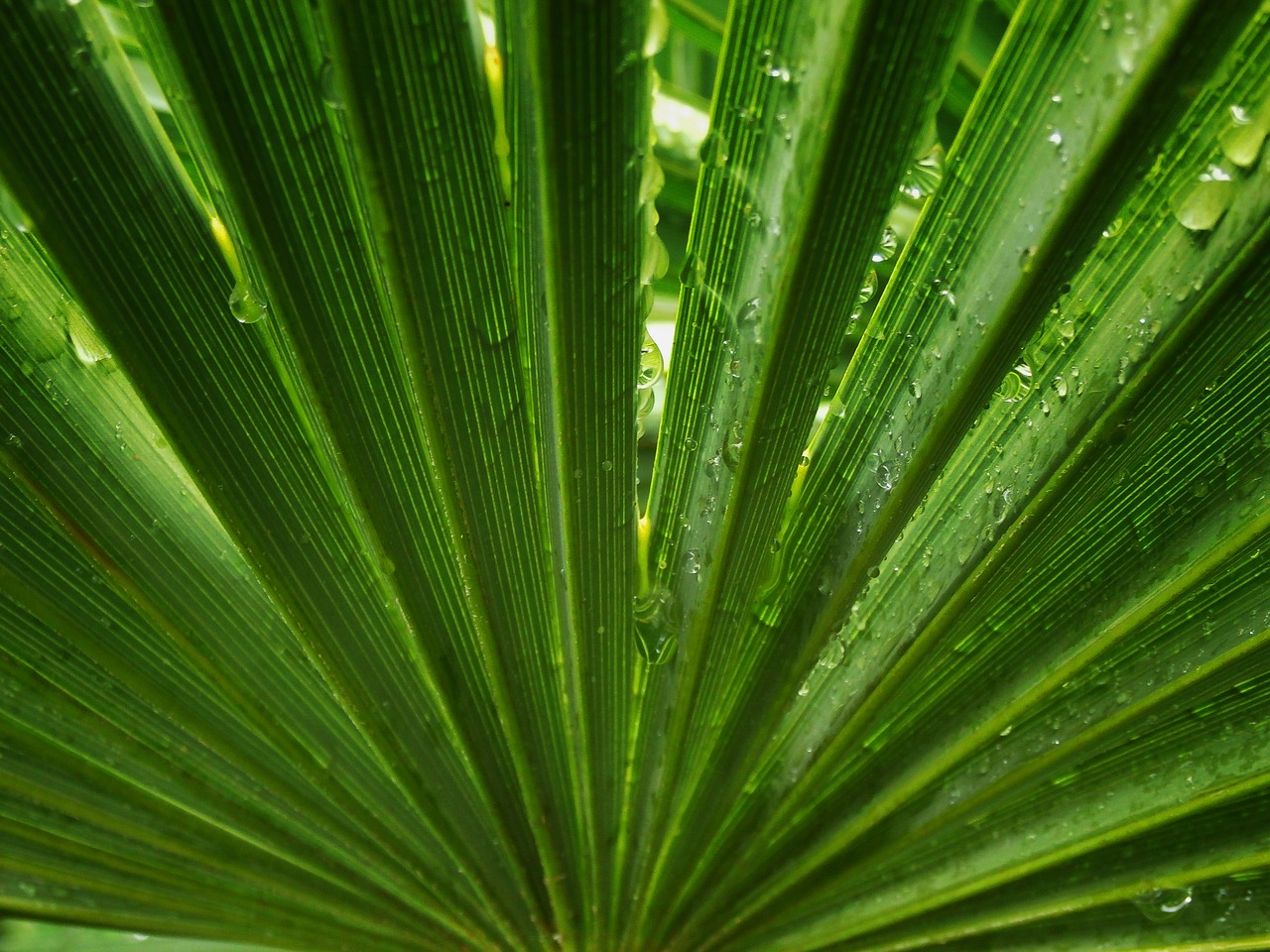 palm tree  leaf  symmetry free photo
