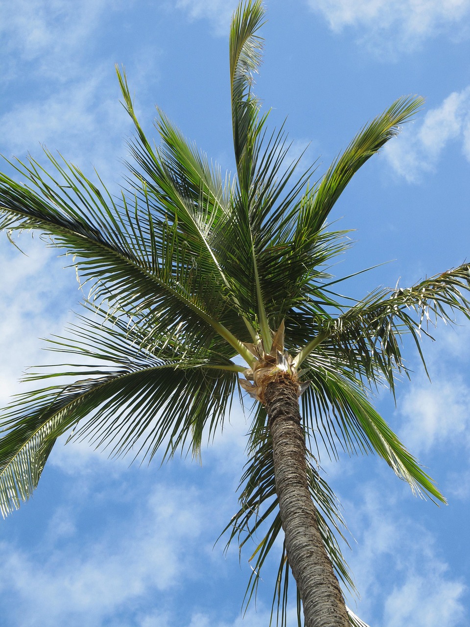 palm tree  palm  clouds free photo