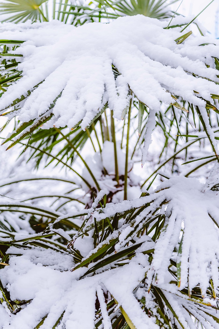 palm tree  snow  covered free photo