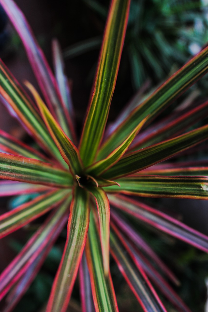 palm tree  plant  nature free photo