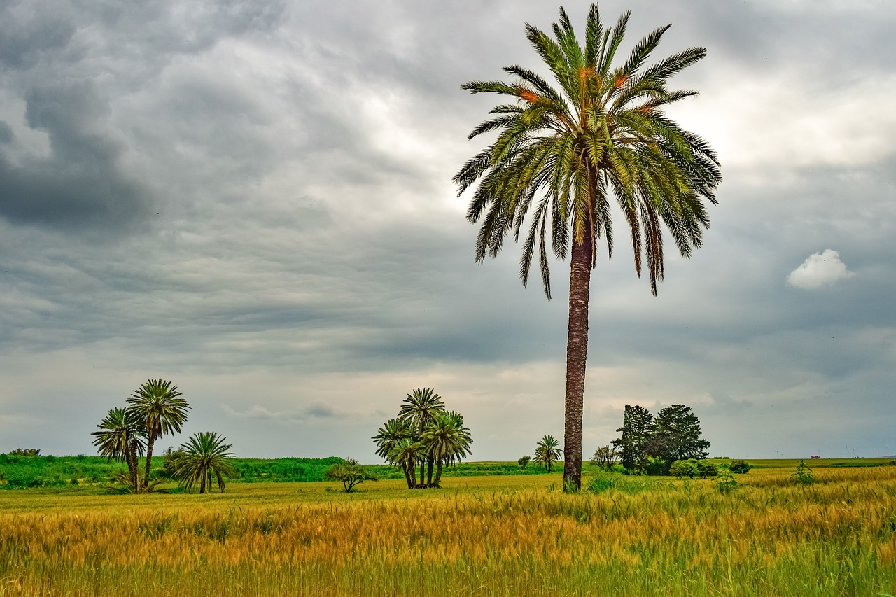 palm tree  trees  landscape free photo