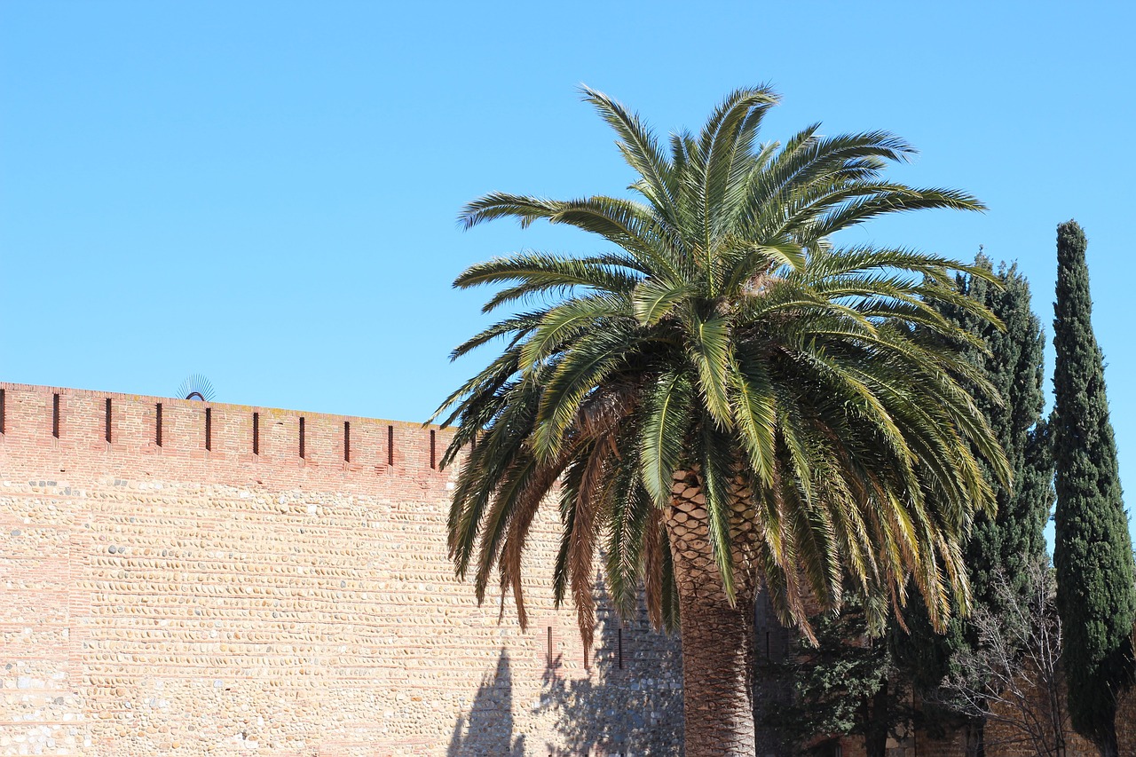 palm tree  travel  europe free photo