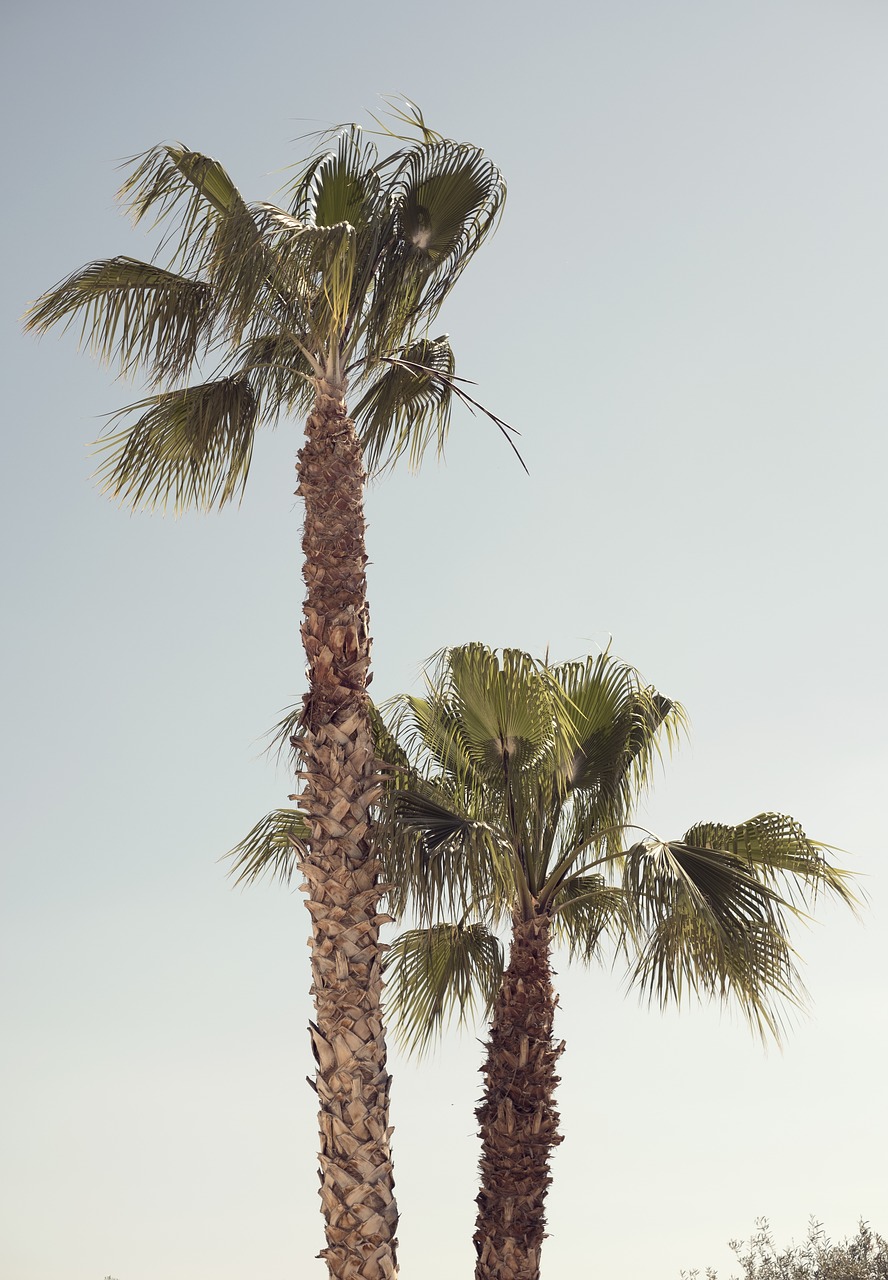 palm tree  blue sky  tropical free photo