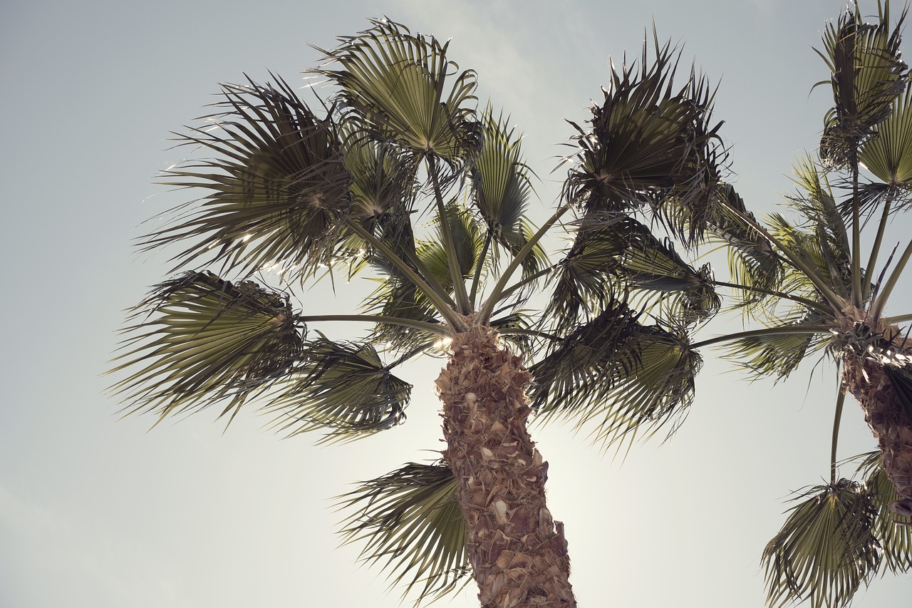 palm tree  blue sky  tropical free photo