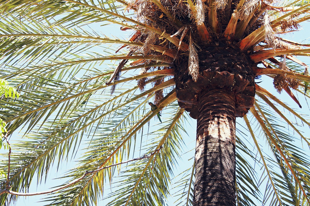 palm tree palm leaves tropical free photo