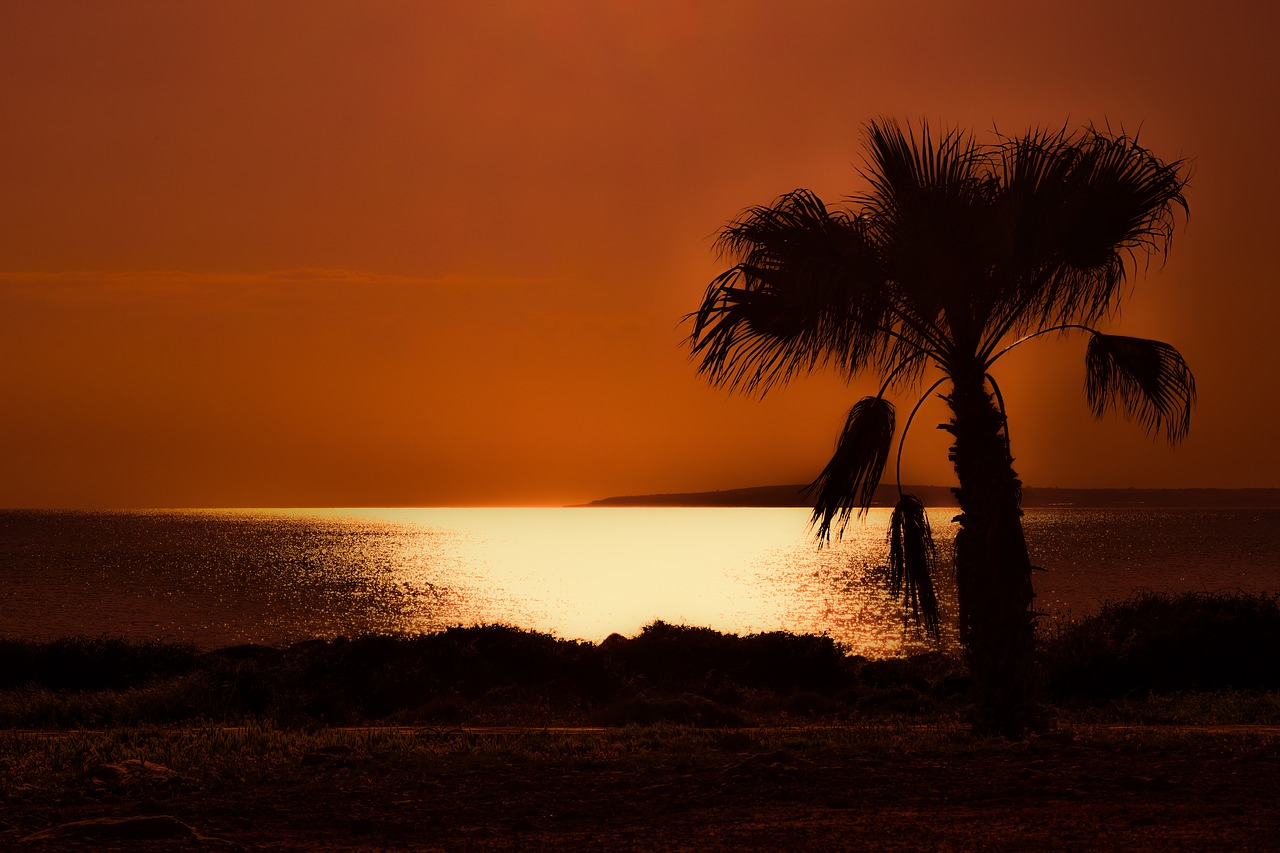 palm tree  sunset  sea free photo