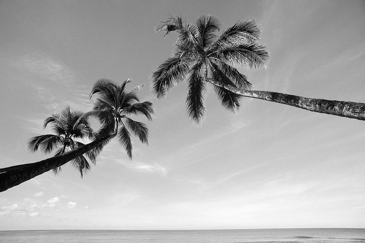 palm tree the sea black and white free photo