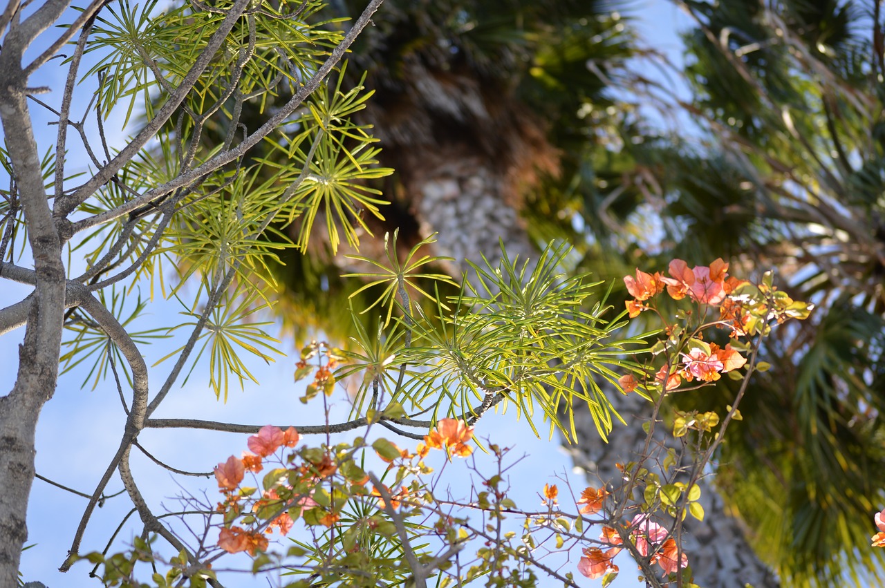 palm tree  sky  travel free photo