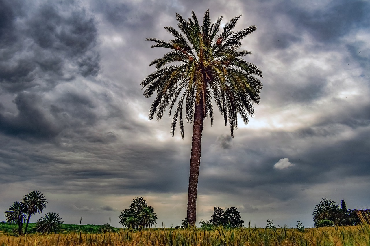 palm tree  trees  landscape free photo