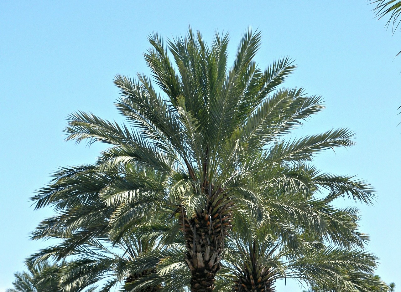 palm tree palms sky free photo