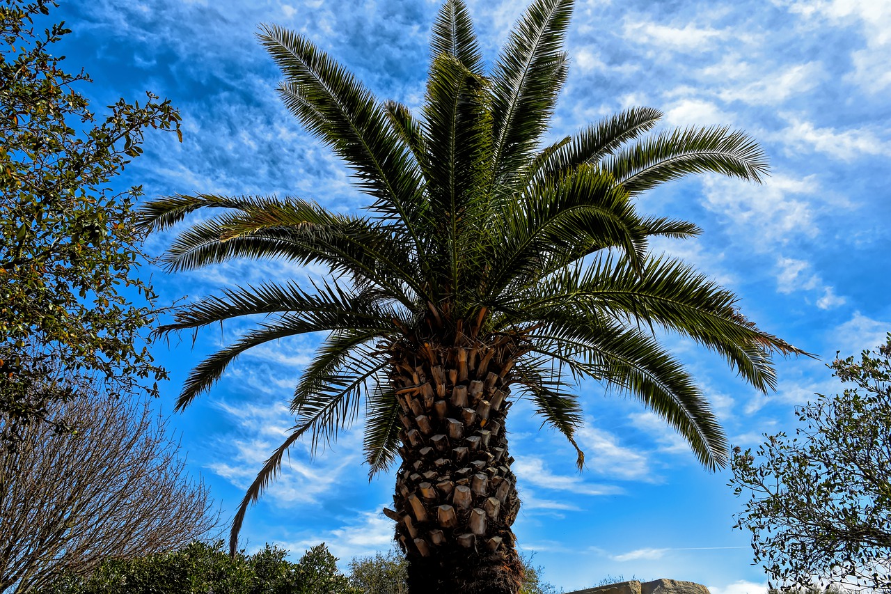palm tree  palm  tree free photo