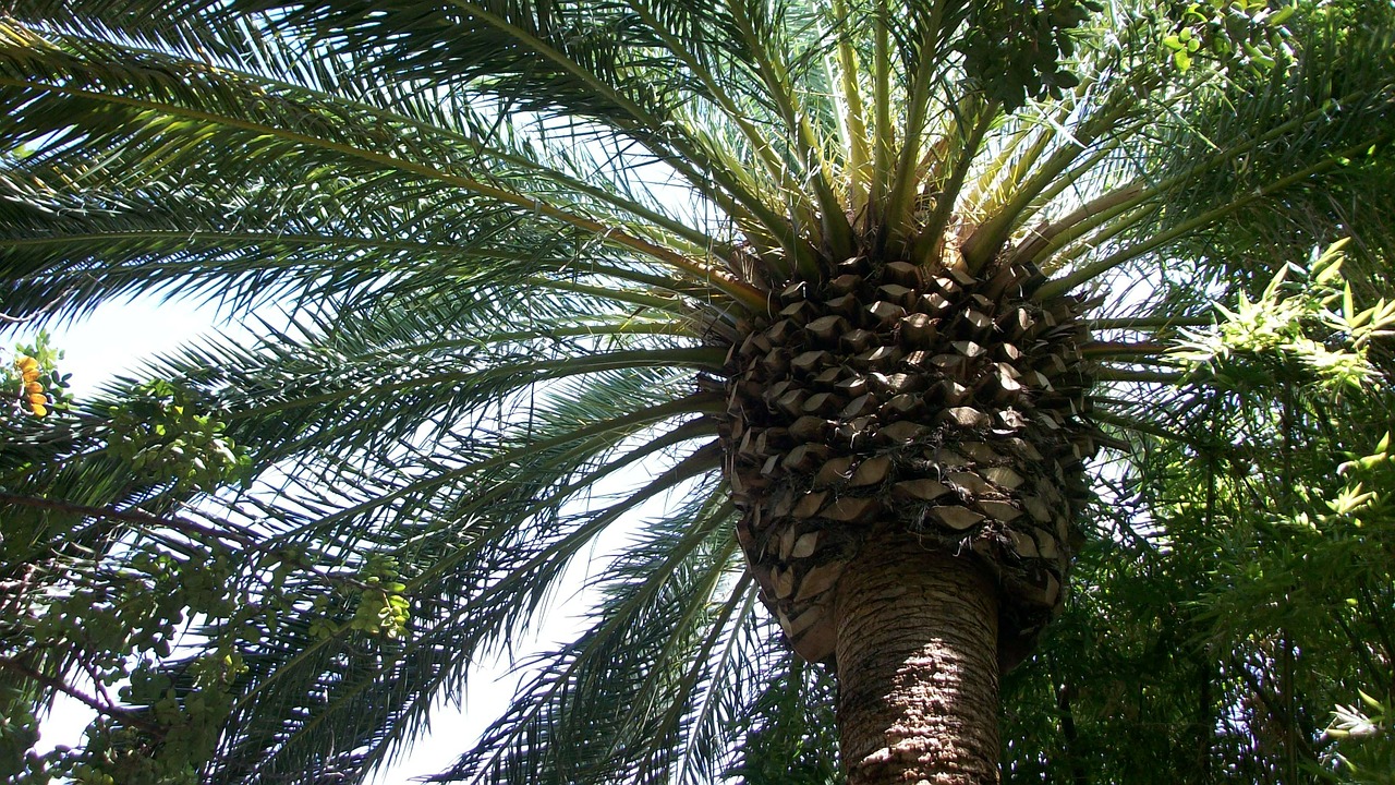 palm tree tree tropical free photo