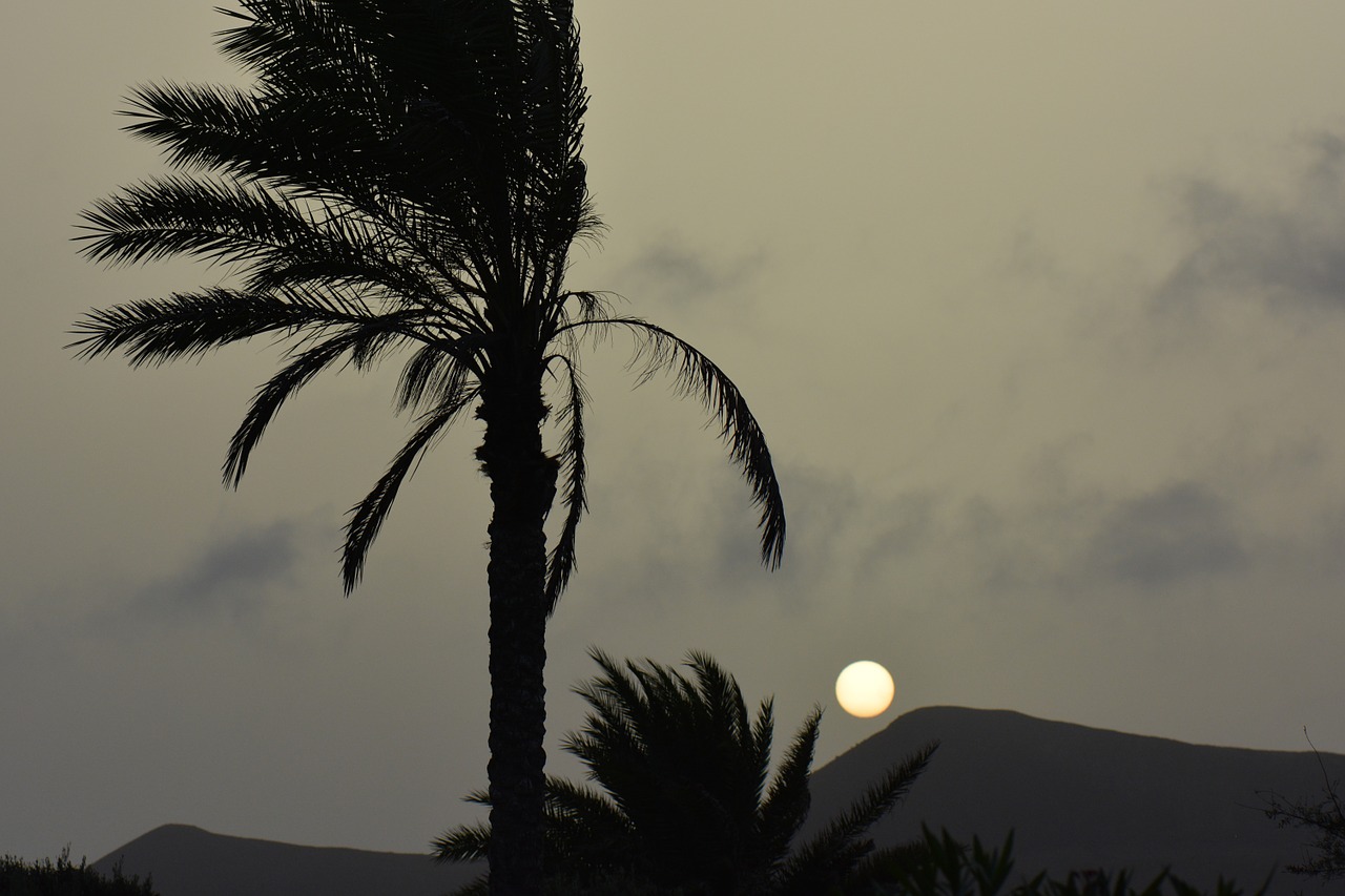 palm tree sun sunset free photo