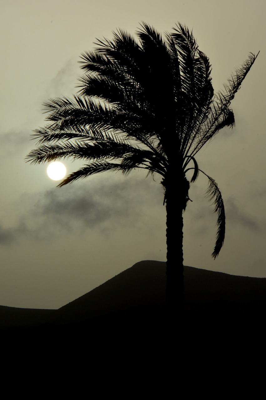 palm tree sun sunset free photo