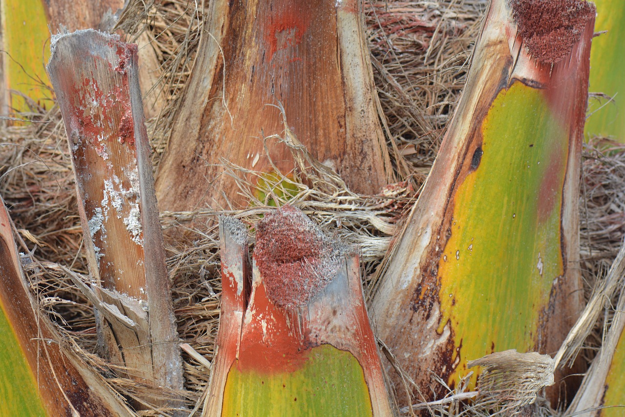 palm tree colors nature free photo