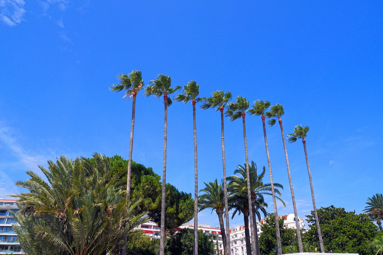 palm tree sunshine cannes free photo