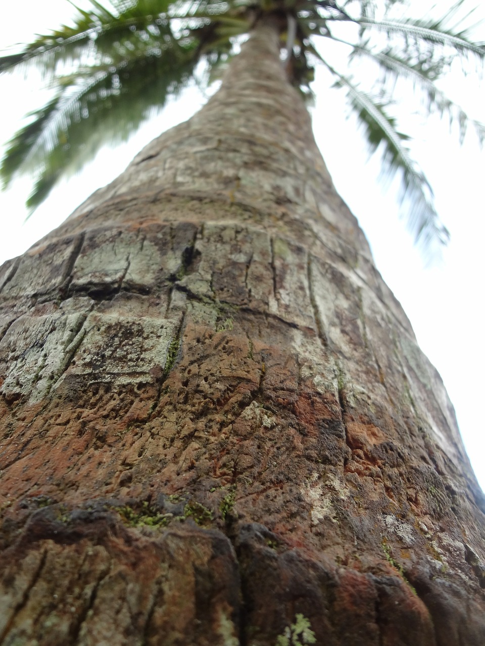 palm tree nature palm free photo