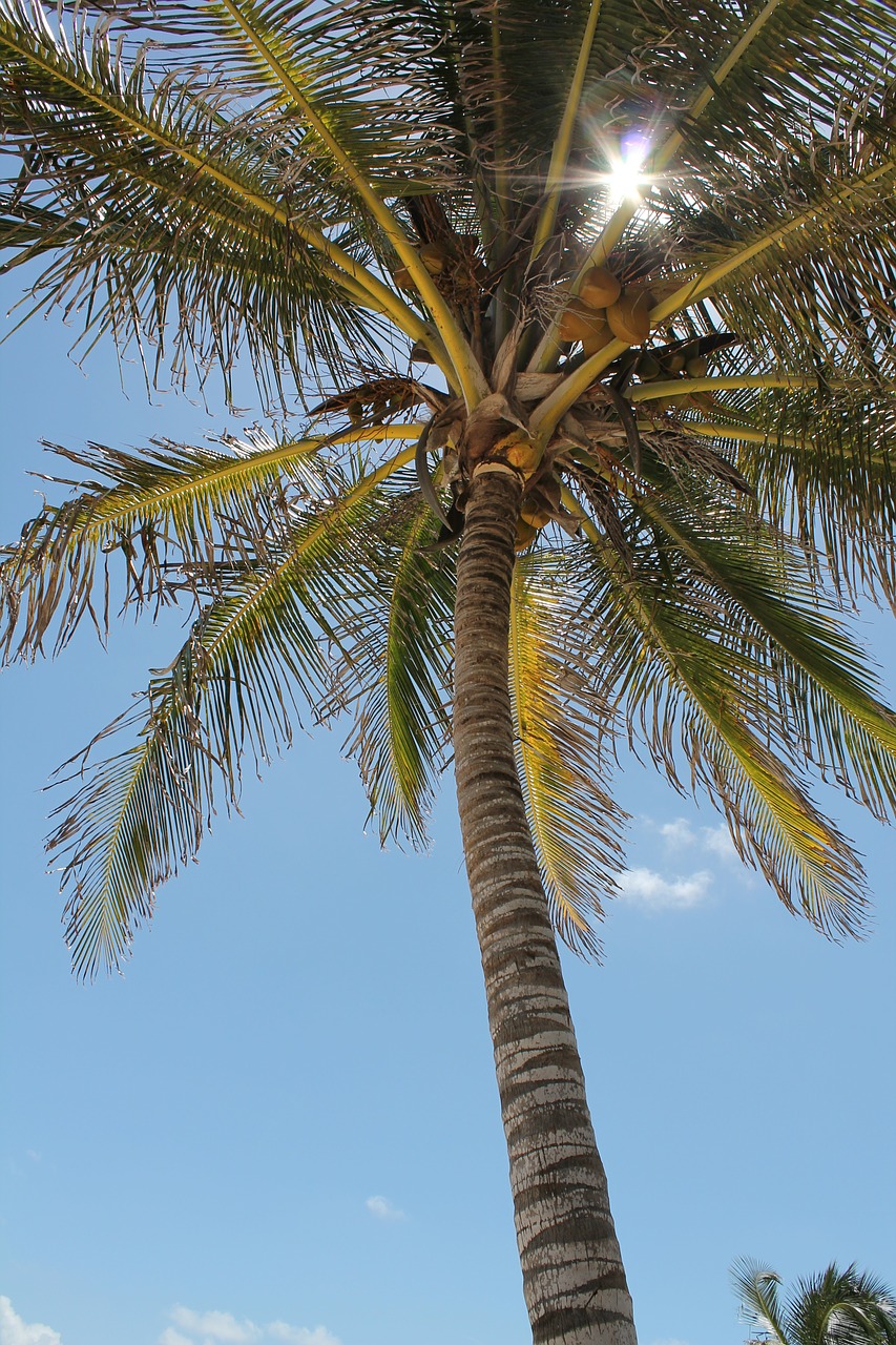 palm tree sun sky free photo
