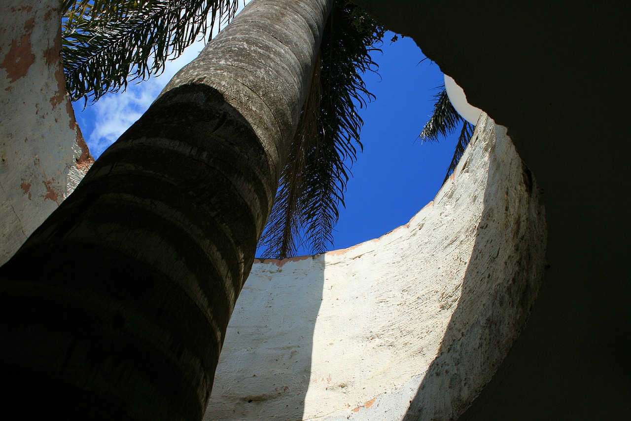 palm tree tree tall free photo