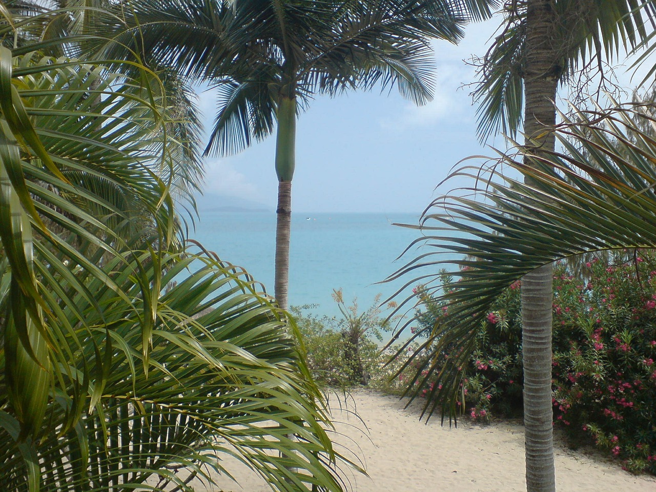 palm tree beach palm beach free photo