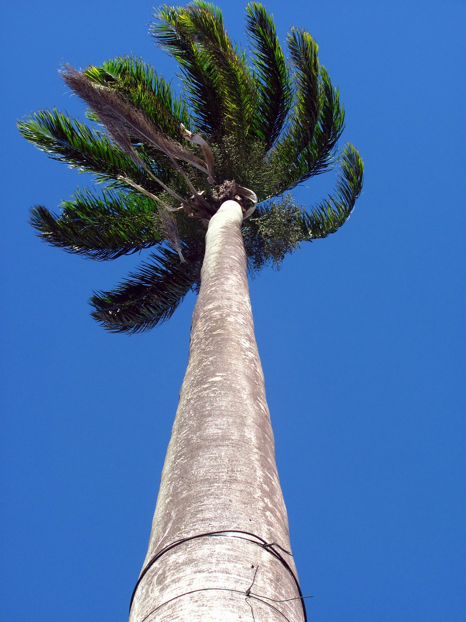 palm tree high height free photo