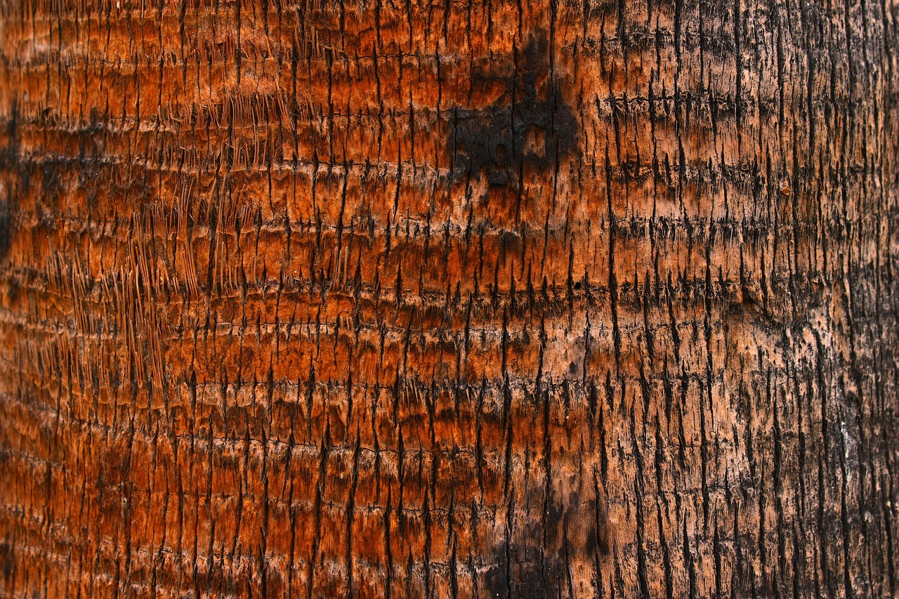 palm tree bark texture free photo