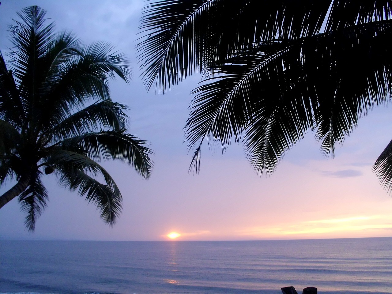 palm tree sunset beach free photo