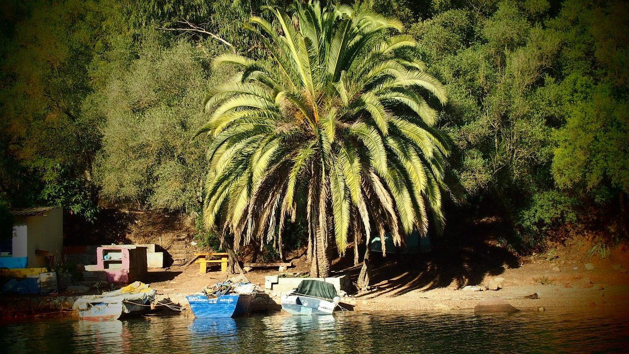 palm tree comporta boats free photo