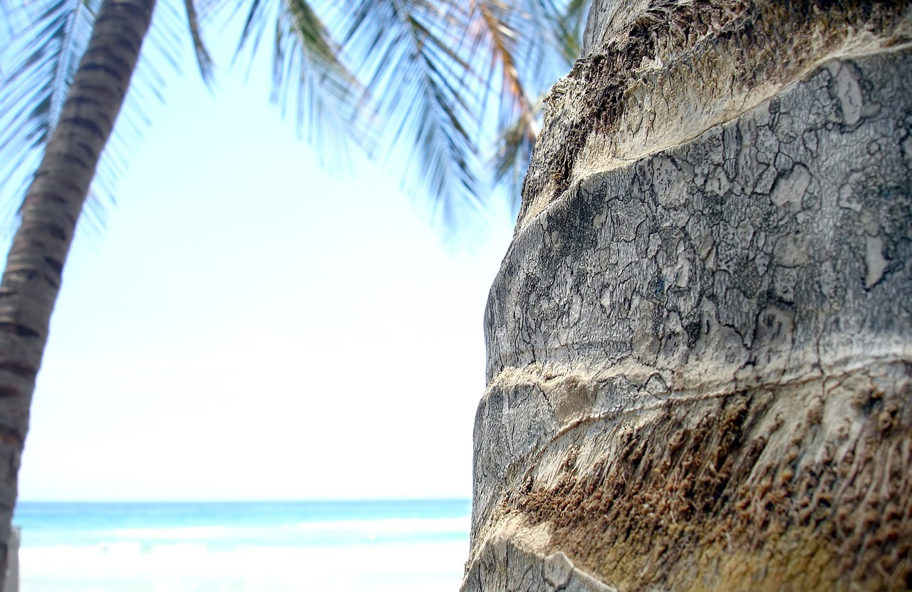 palm tree caribbean nature free photo