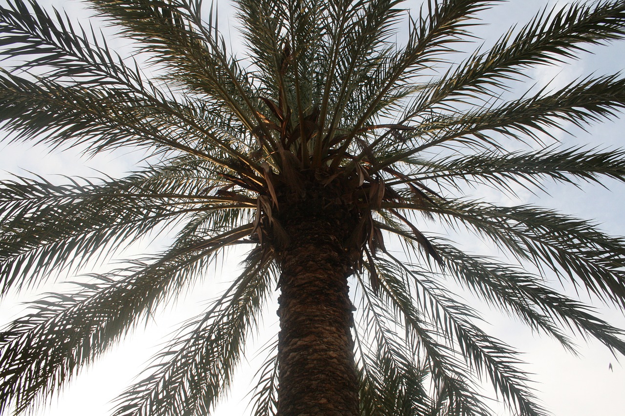 palm tree san felipe crevillent free photo
