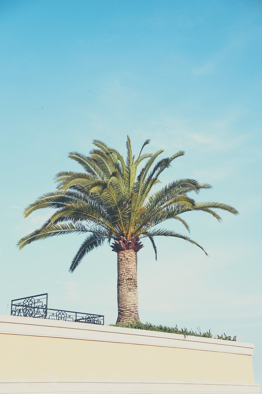 palm tree balcony building free photo