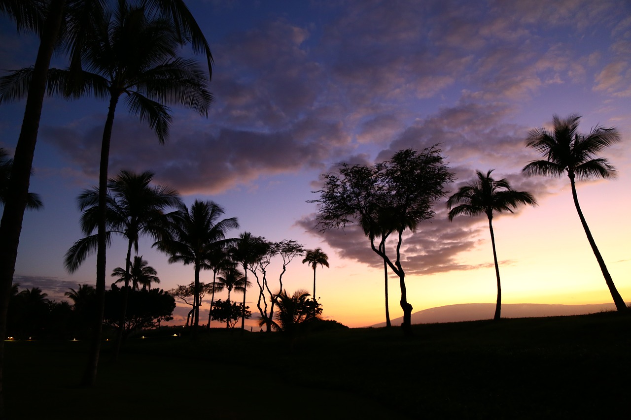 palm tree sunset silhouettes free photo