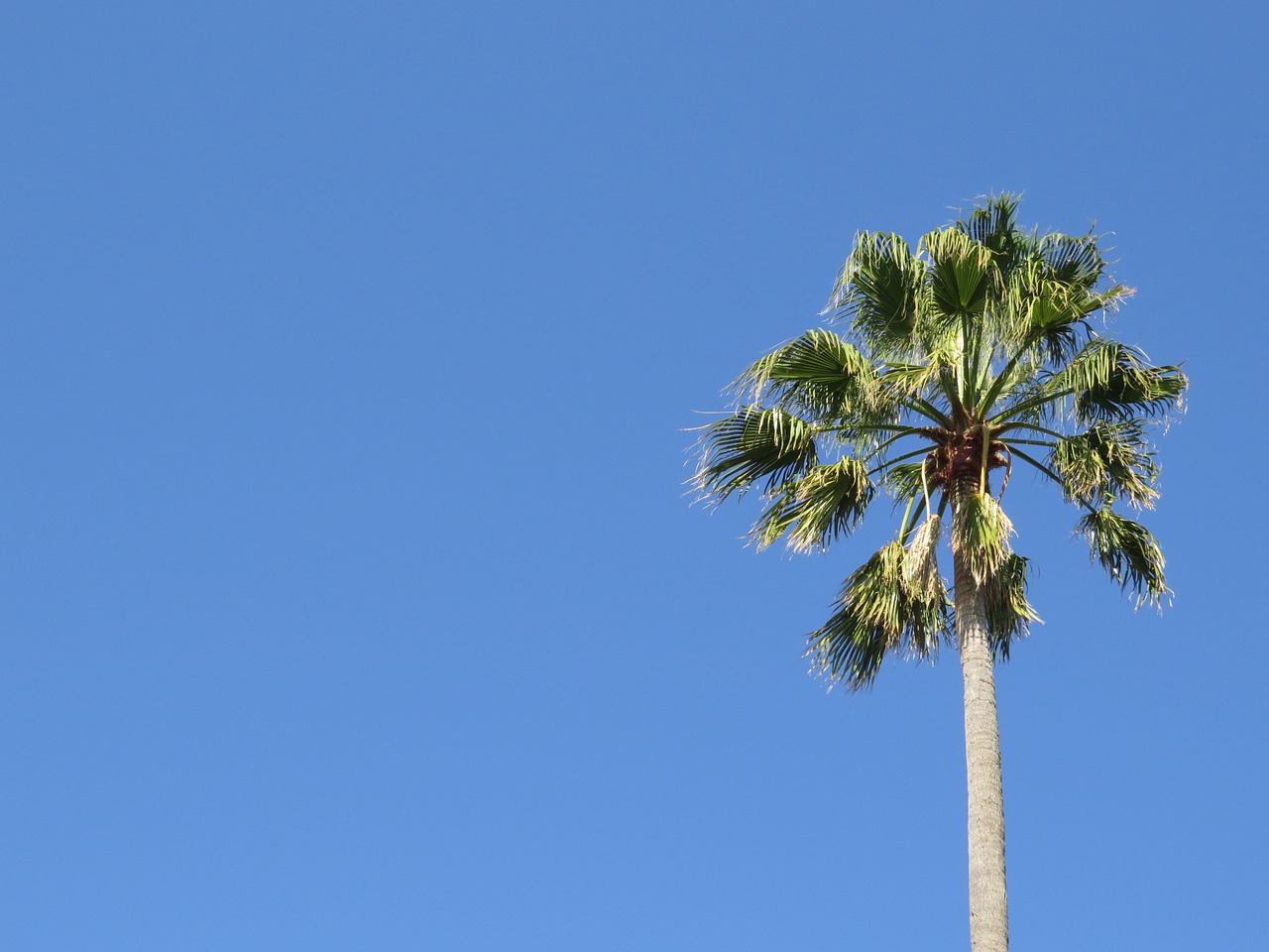 palm tree sky tropical free photo