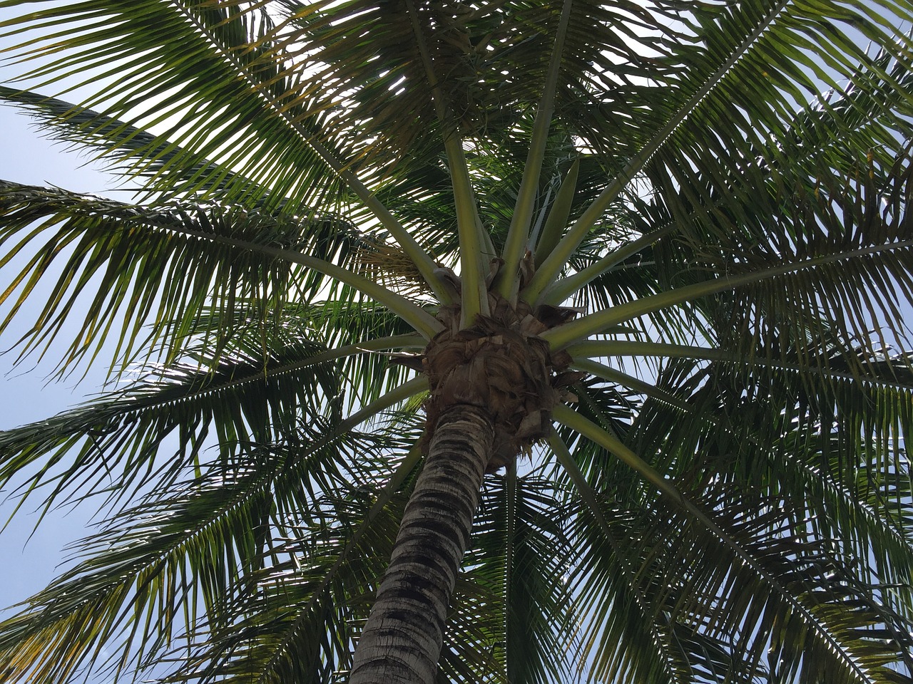 palm tree tree limbs free photo