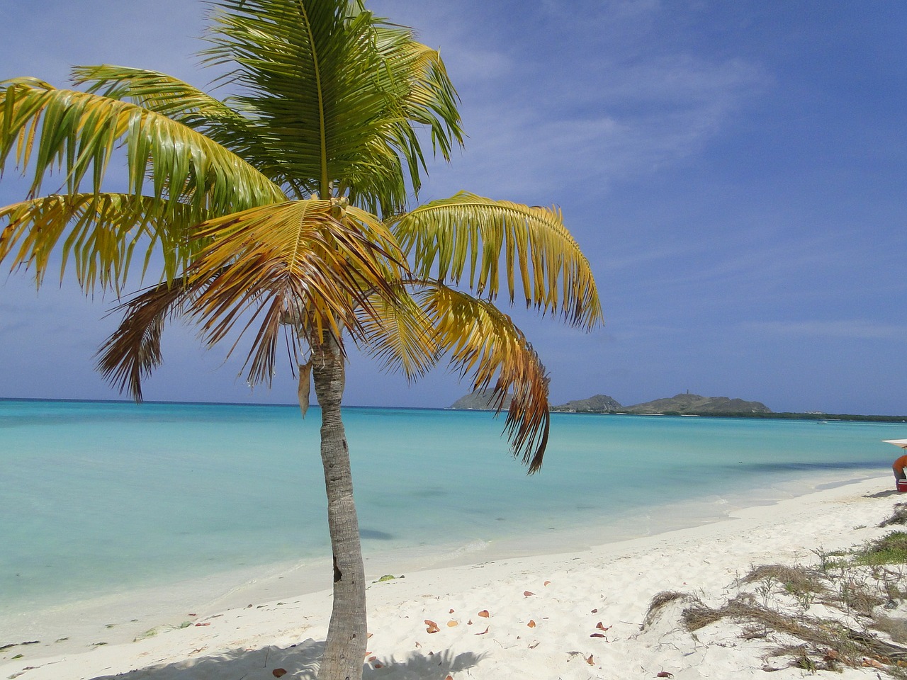 palm tree beach shore free photo