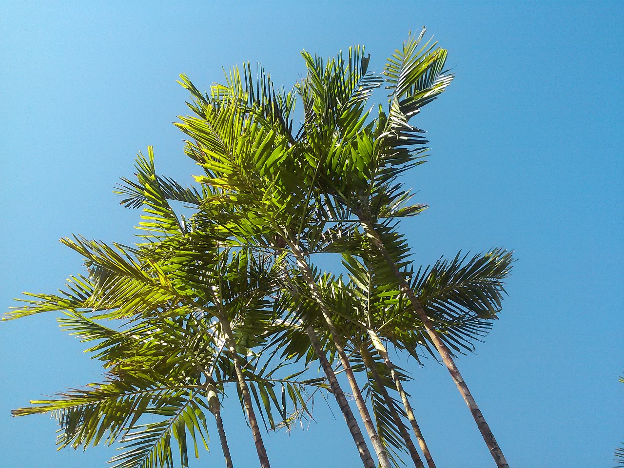 palm tree tropical blue sky free photo