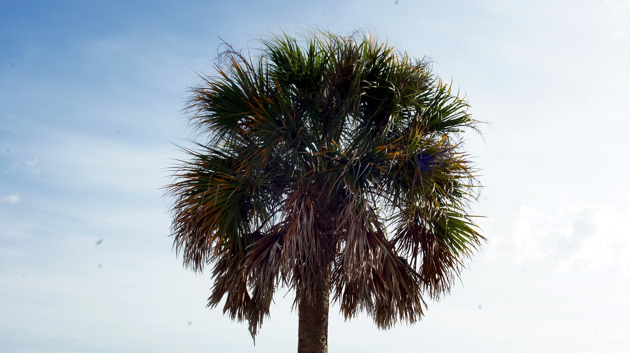 palm tree florida beach free photo