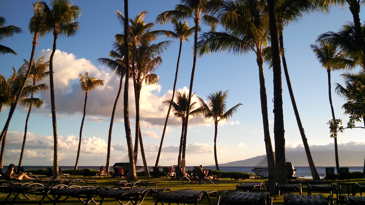 palm tree ocean relaxing free photo