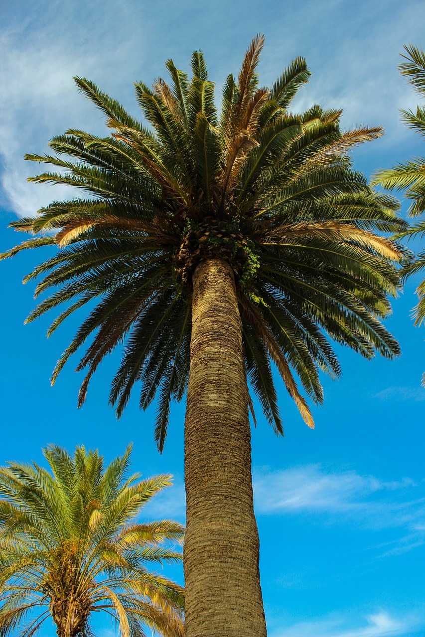 palm tree tropical summer free photo