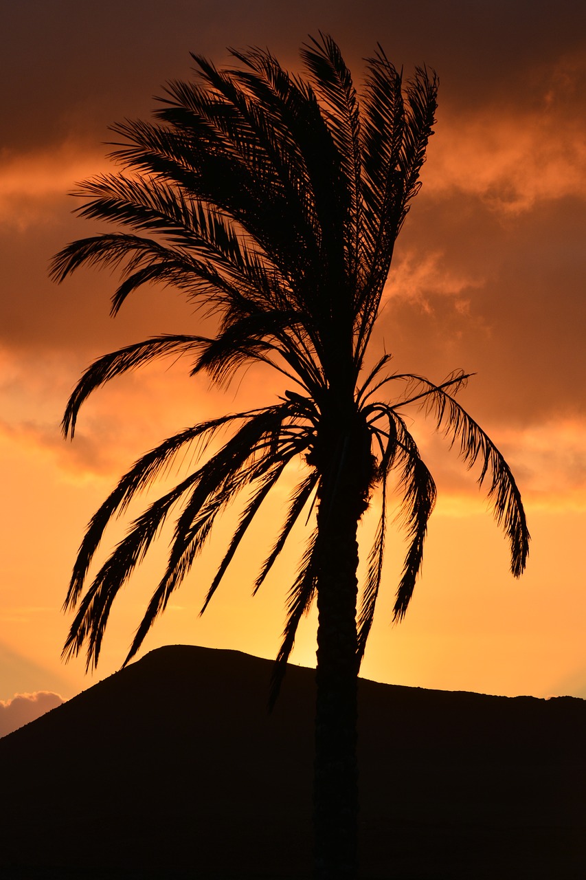 palm tree nature sunset free photo