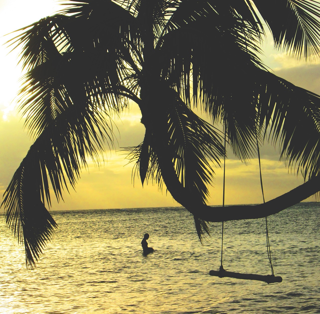palm tree swing ocean free photo