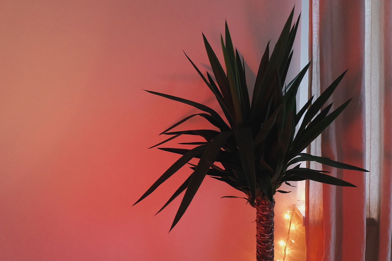 palm tree room decor free photo