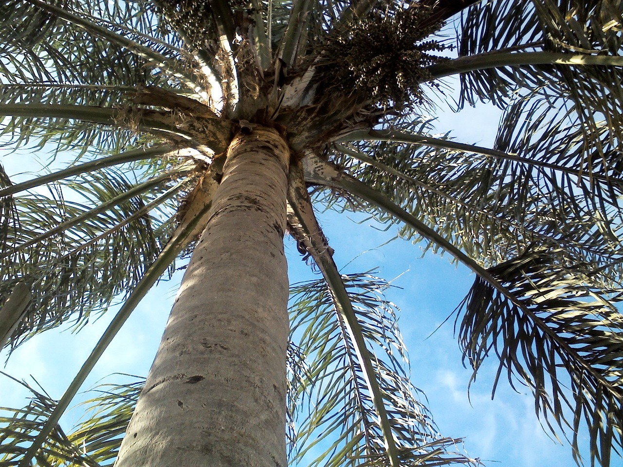 palm tree sky leaves free photo