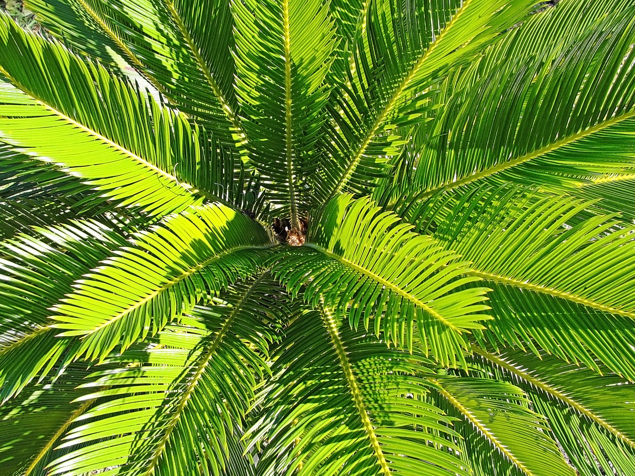 palm tree green leaves free photo