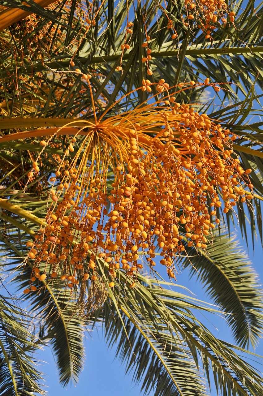 palm tree dates tropical free photo