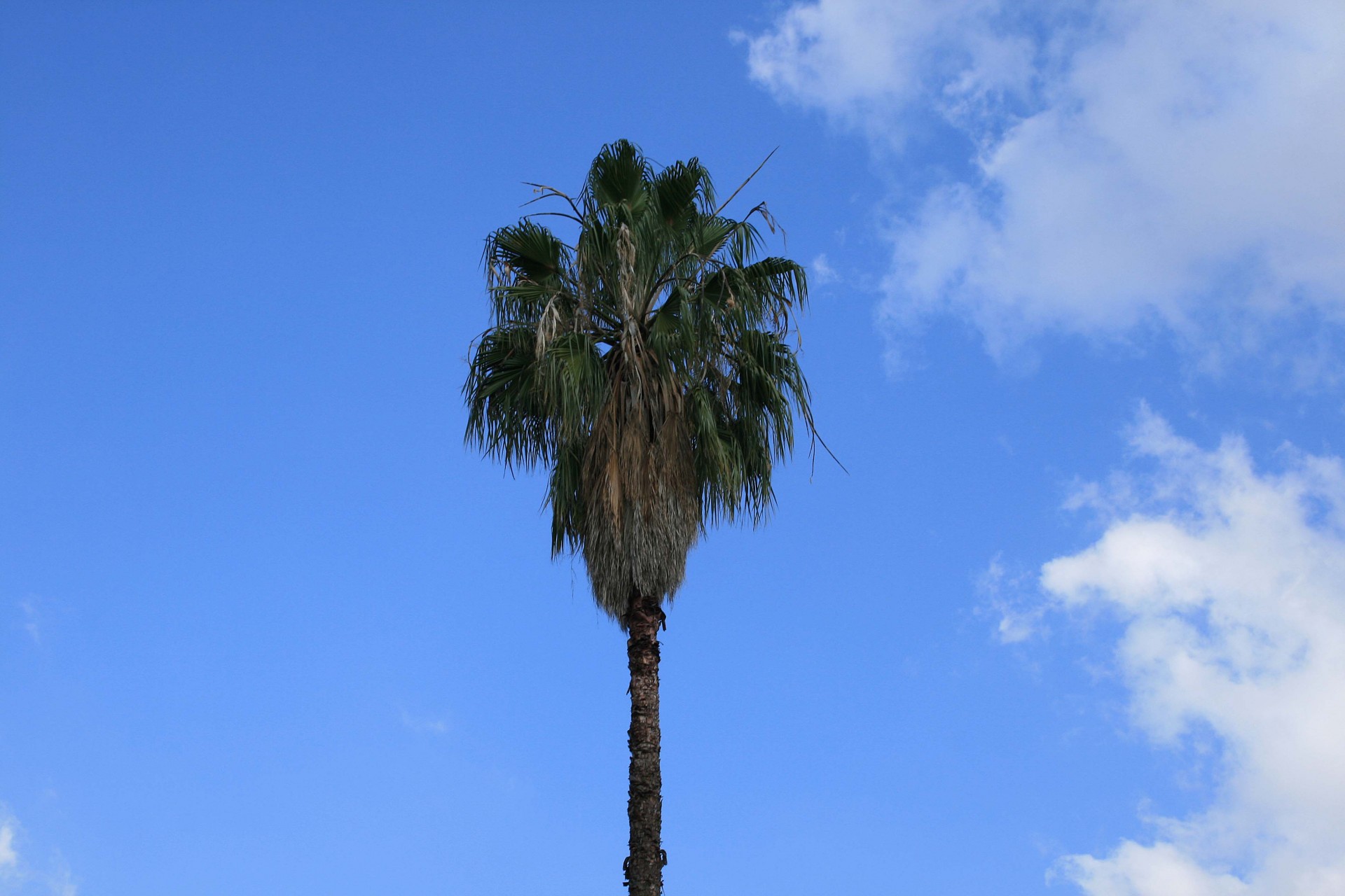 tree palm fanning free photo