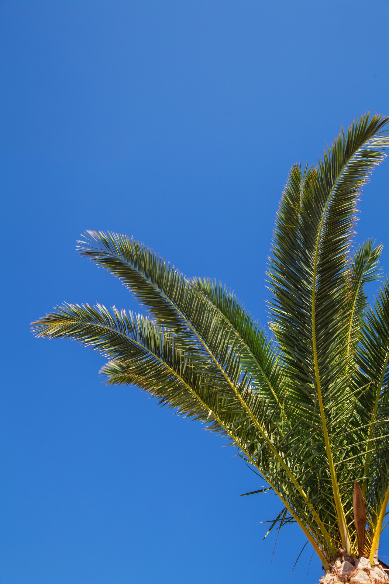 palm tree sky blue free photo