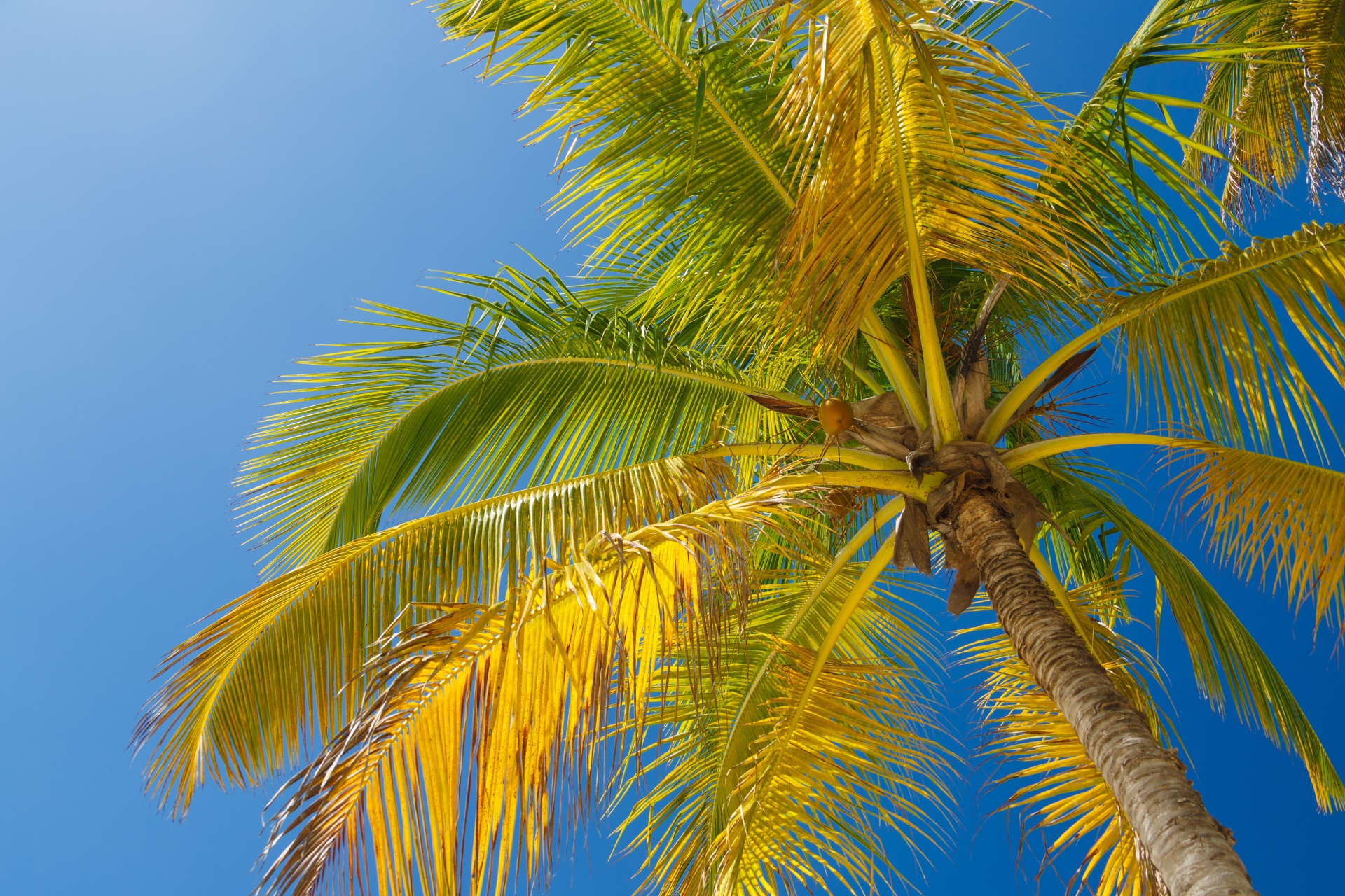 blue sky coconut exotic free photo