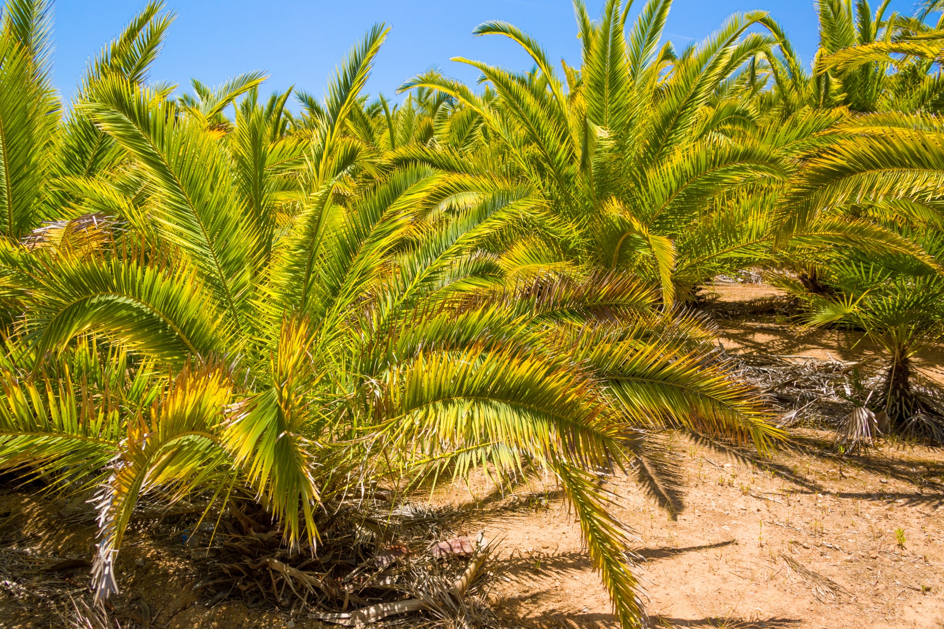 blue sky exotic green free photo