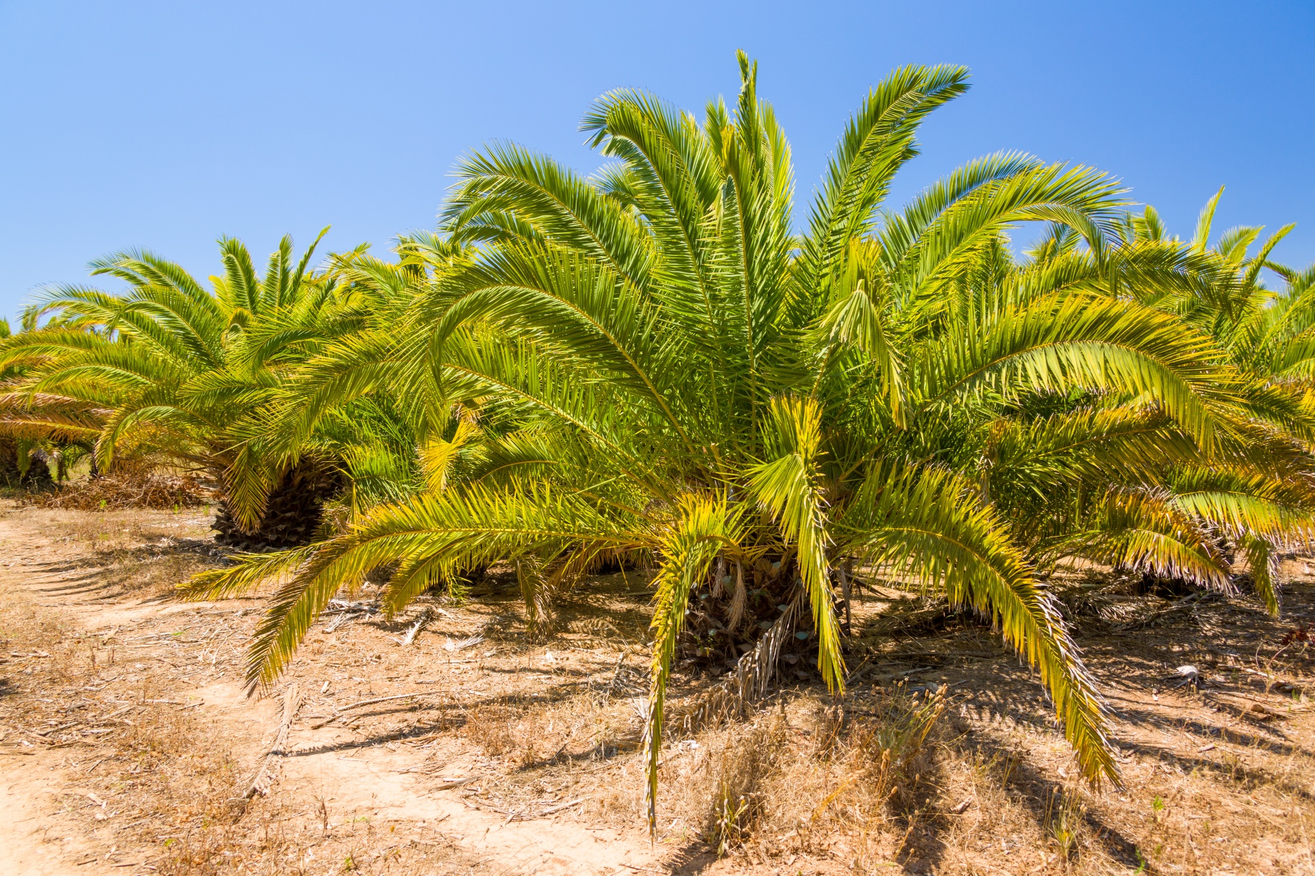 blue sky exotic green free photo